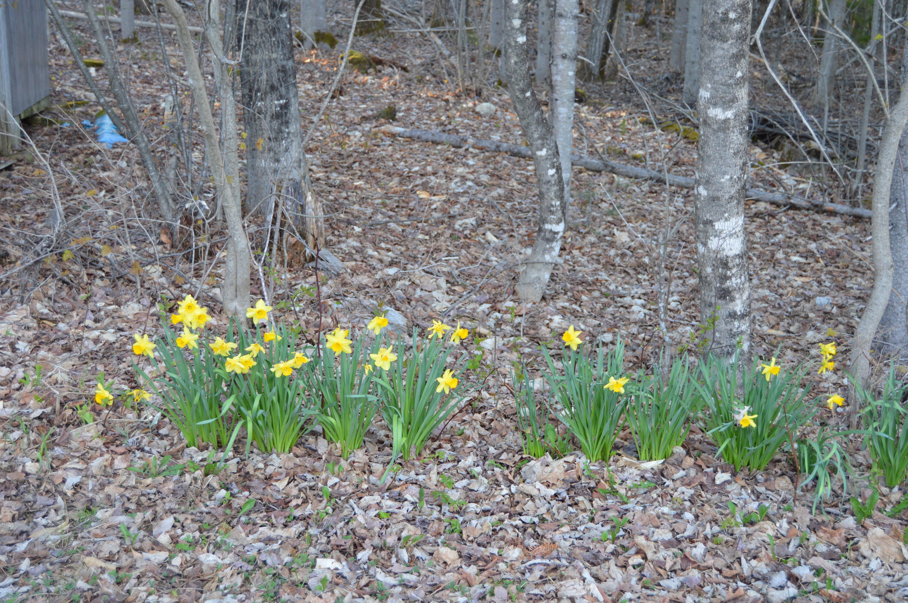 930 Embden Pond Road Embden, ME 04958 - Photo 6 of 48 DSC_1826