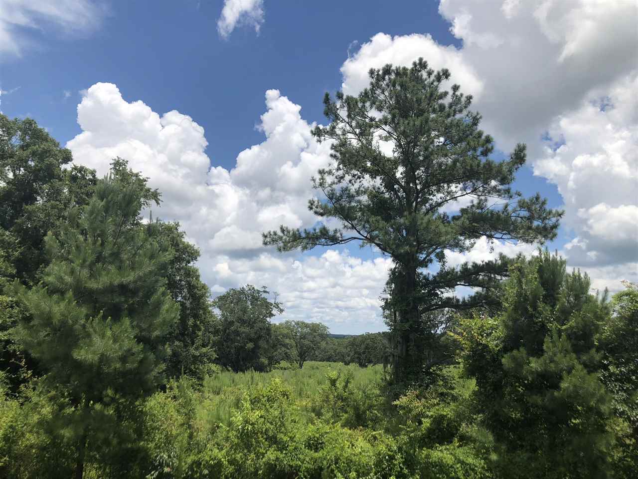3910 North Salt Road Monticello, FL 32344 - Photo 1 of 2 Gallery Image 1