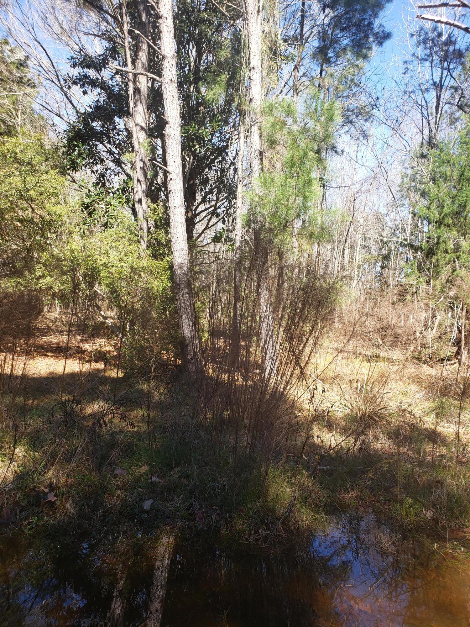 11 Lord Proprietors Road Meggett, SC 29449 - Photo 12 of 12 20210223_122712