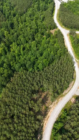 a view of a forest with a tree