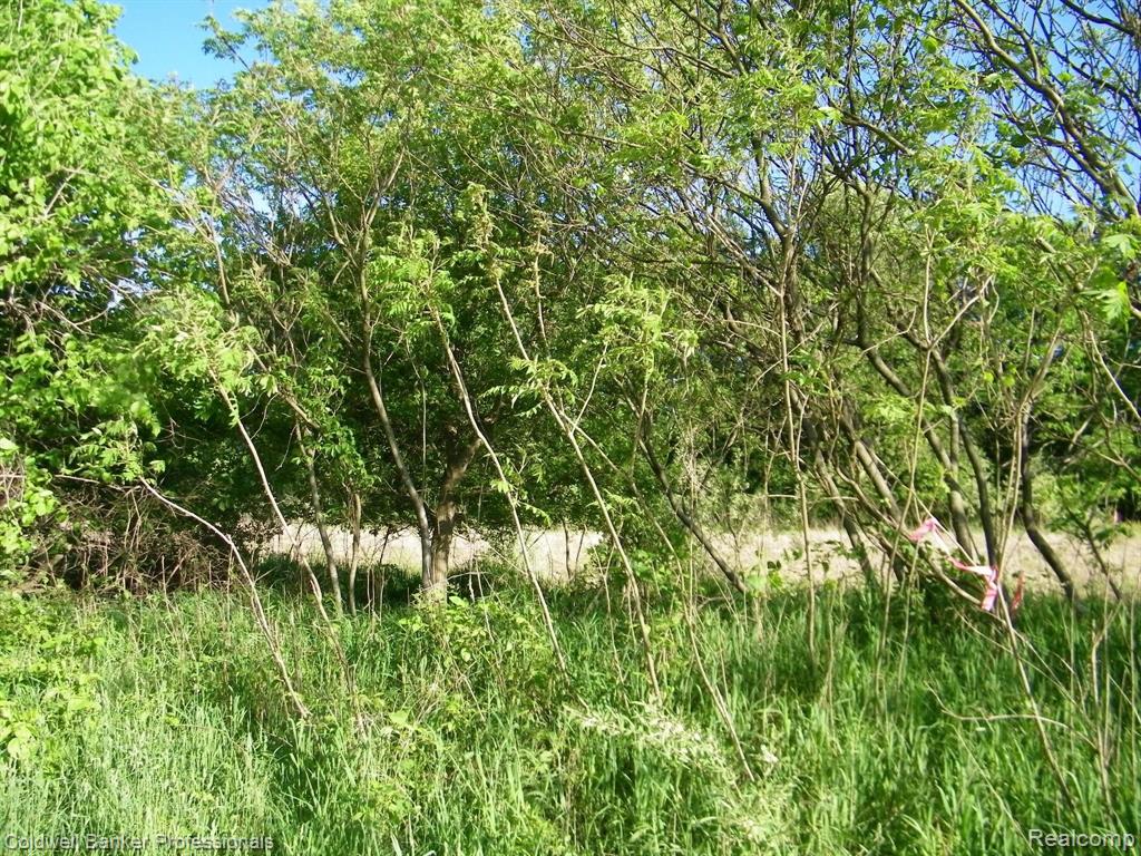 Parcel A Martus Road North Branch, MI 48461 - Photo 4 of 7