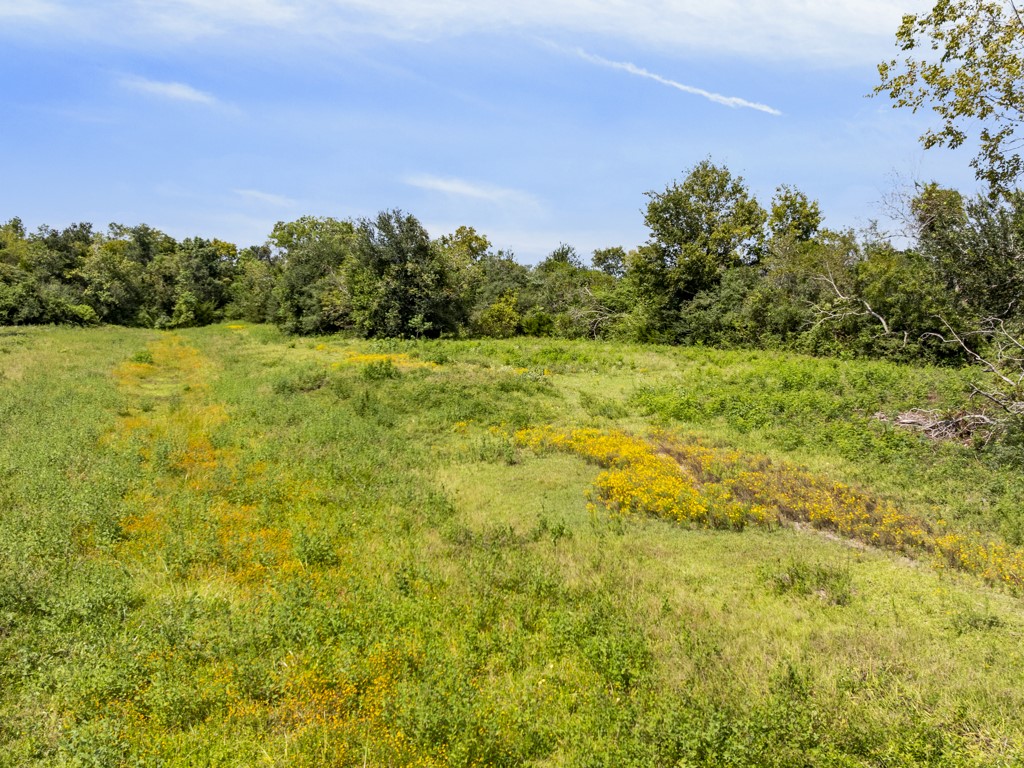 0 Tower Road Santa Fe, TX 77517 - Photo 9 of 45 a view of a large yard with plants and large trees