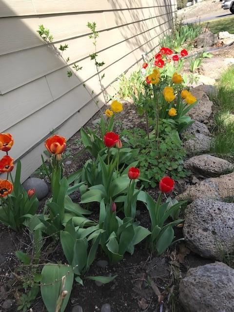 22810 Nelson Road Bend, OR 97701 - Photo 18 of 43 a flower view