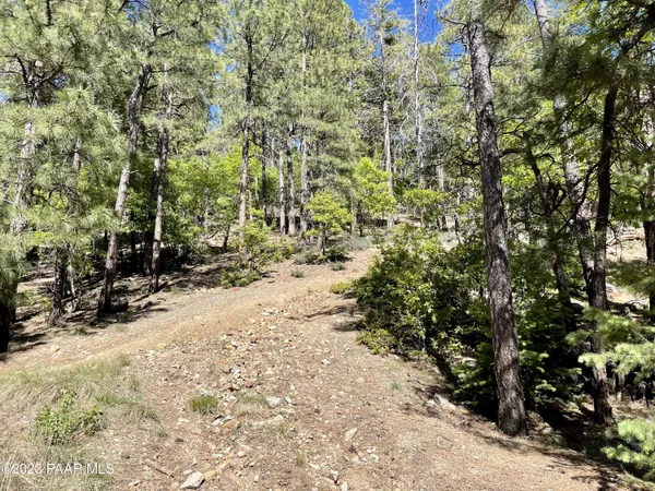 a view of a forest with trees