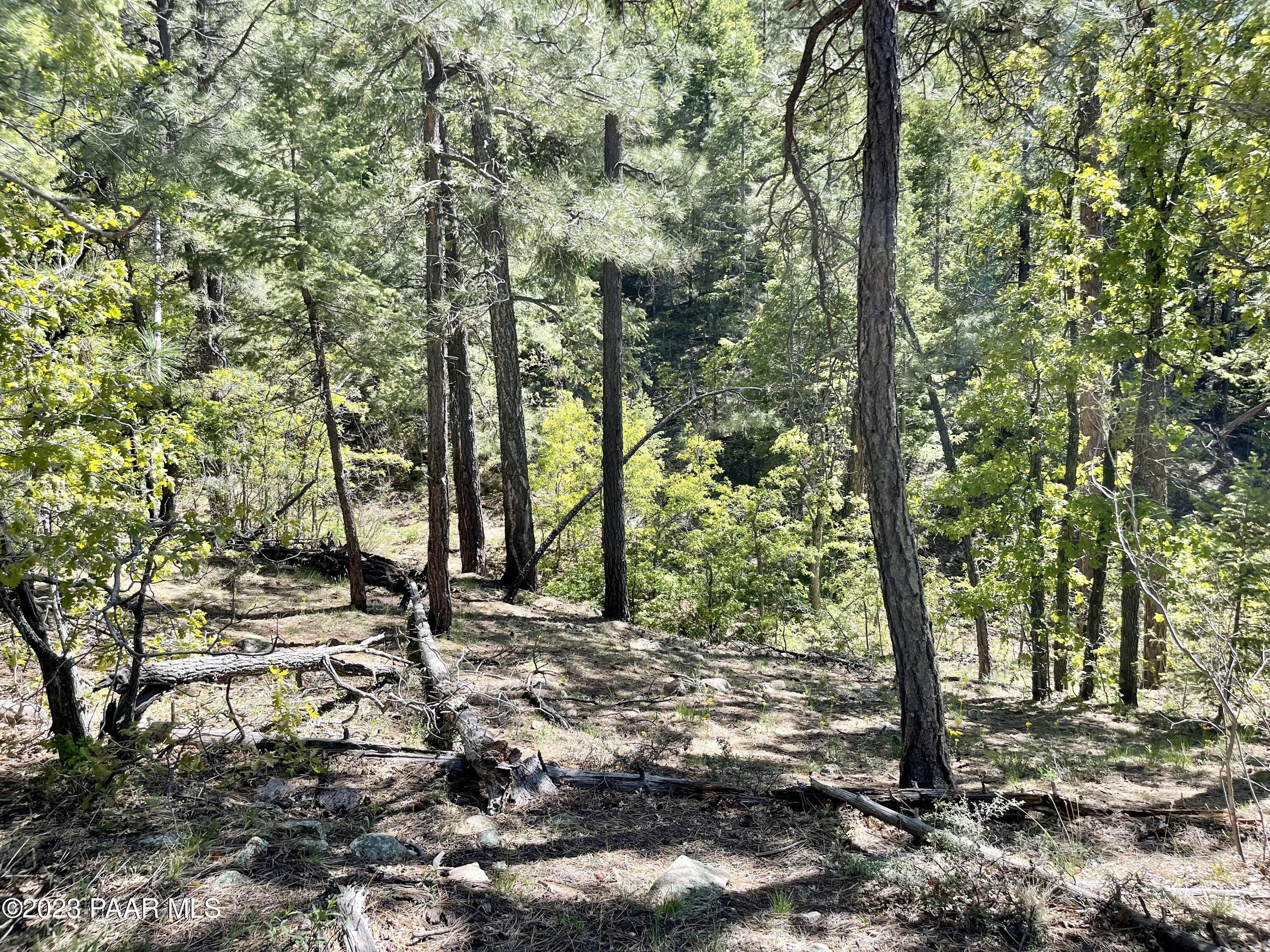 807 X Snowdrift Mine Road Prescott, AZ 86303 - Photo 16 of 22 a view of a tree in a yard