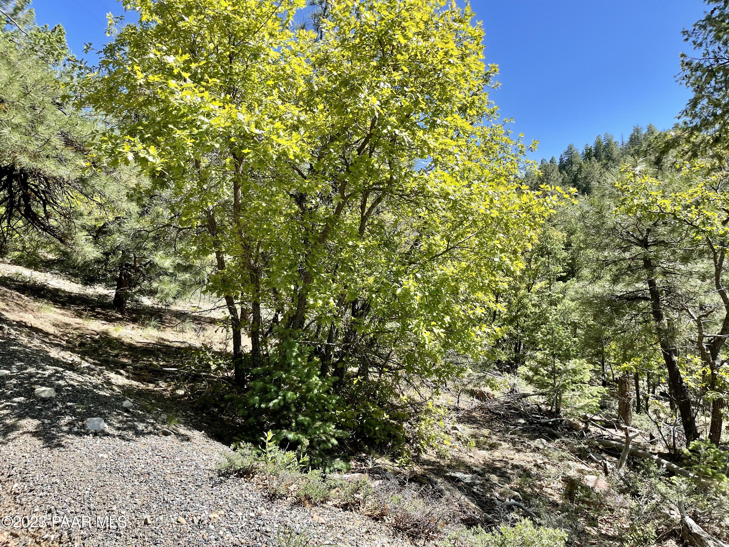 807 X Snowdrift Mine Road Prescott, AZ 86303 - Photo 2 of 22 a view of a large yard with lots of bushes