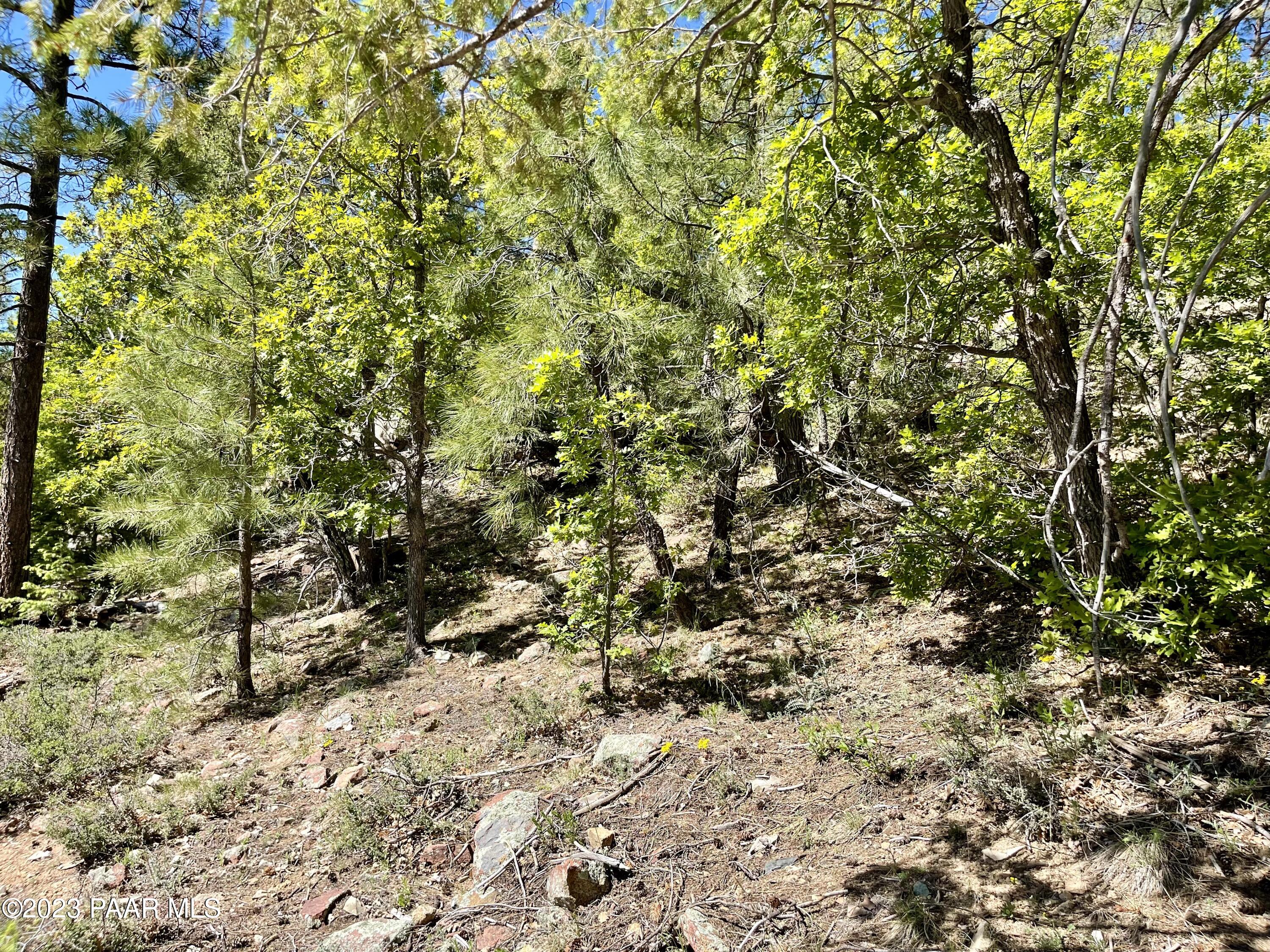 807 X Snowdrift Mine Road Prescott, AZ 86303 - Photo 5 of 22 a view of a yard with a tree