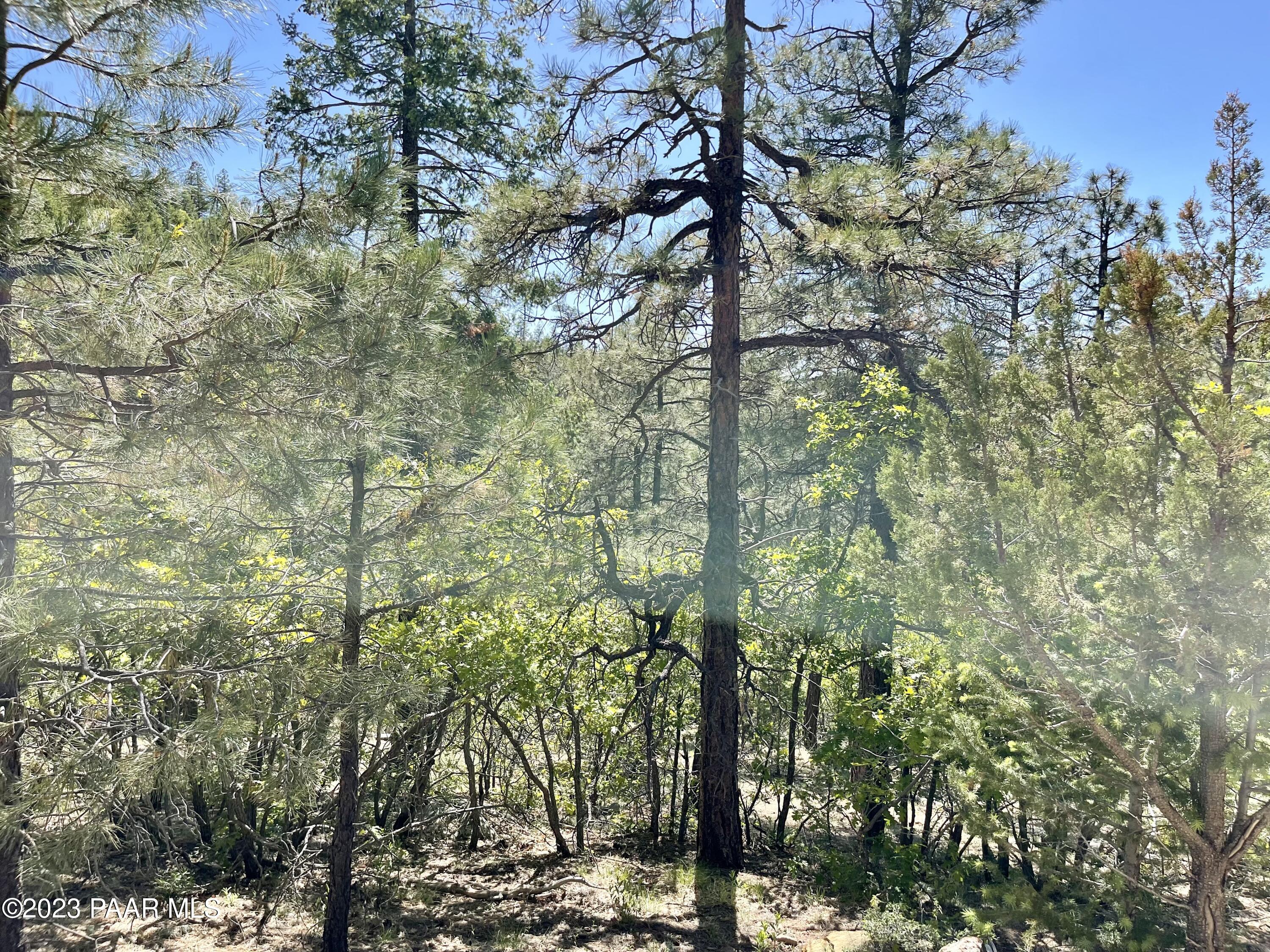 807 X Snowdrift Mine Road Prescott, AZ 86303 - Photo 7 of 22 a view of a forest
