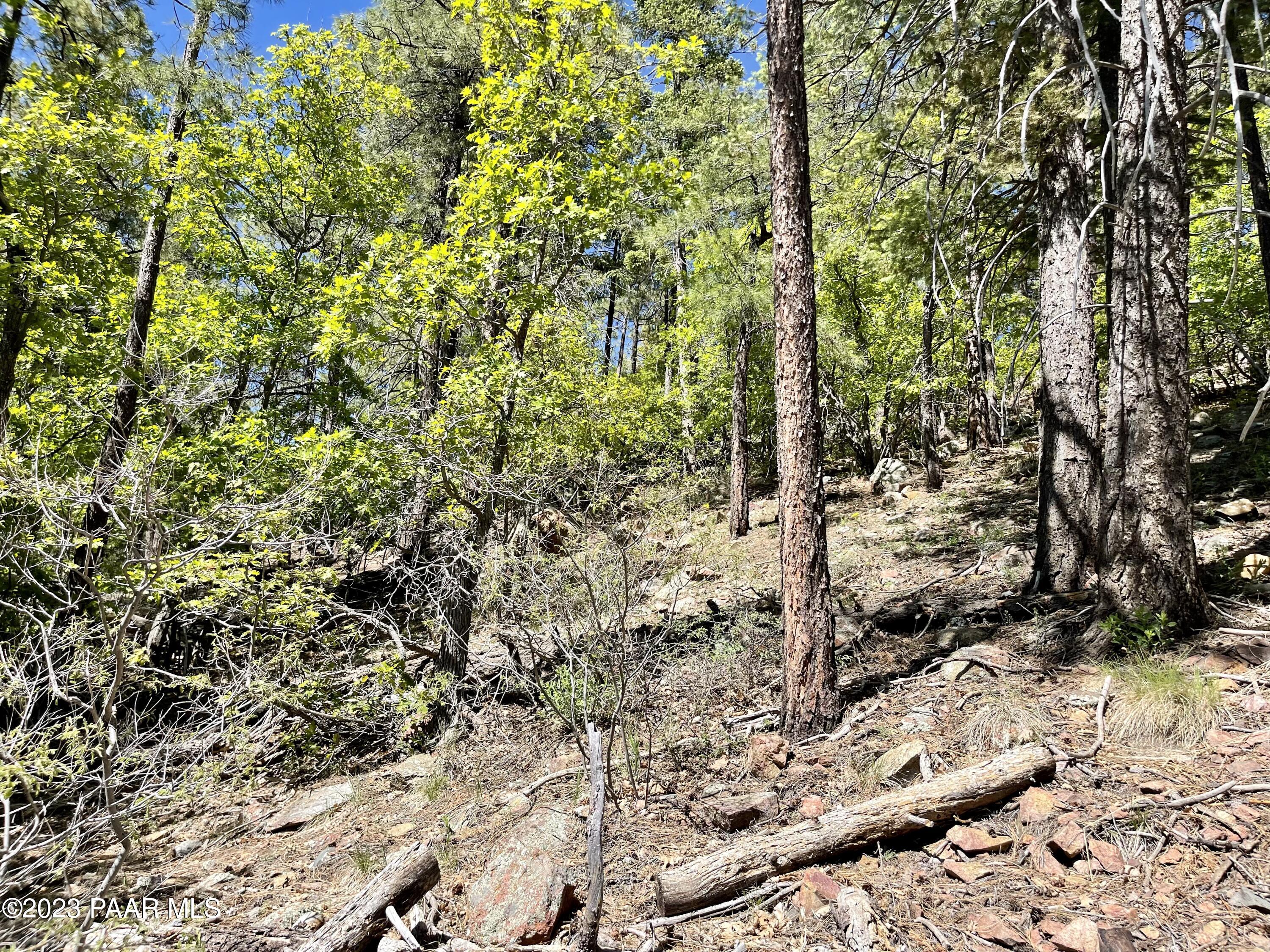 807 X Snowdrift Mine Road Prescott, AZ 86303 - Photo 8 of 22 a view of a forest with trees