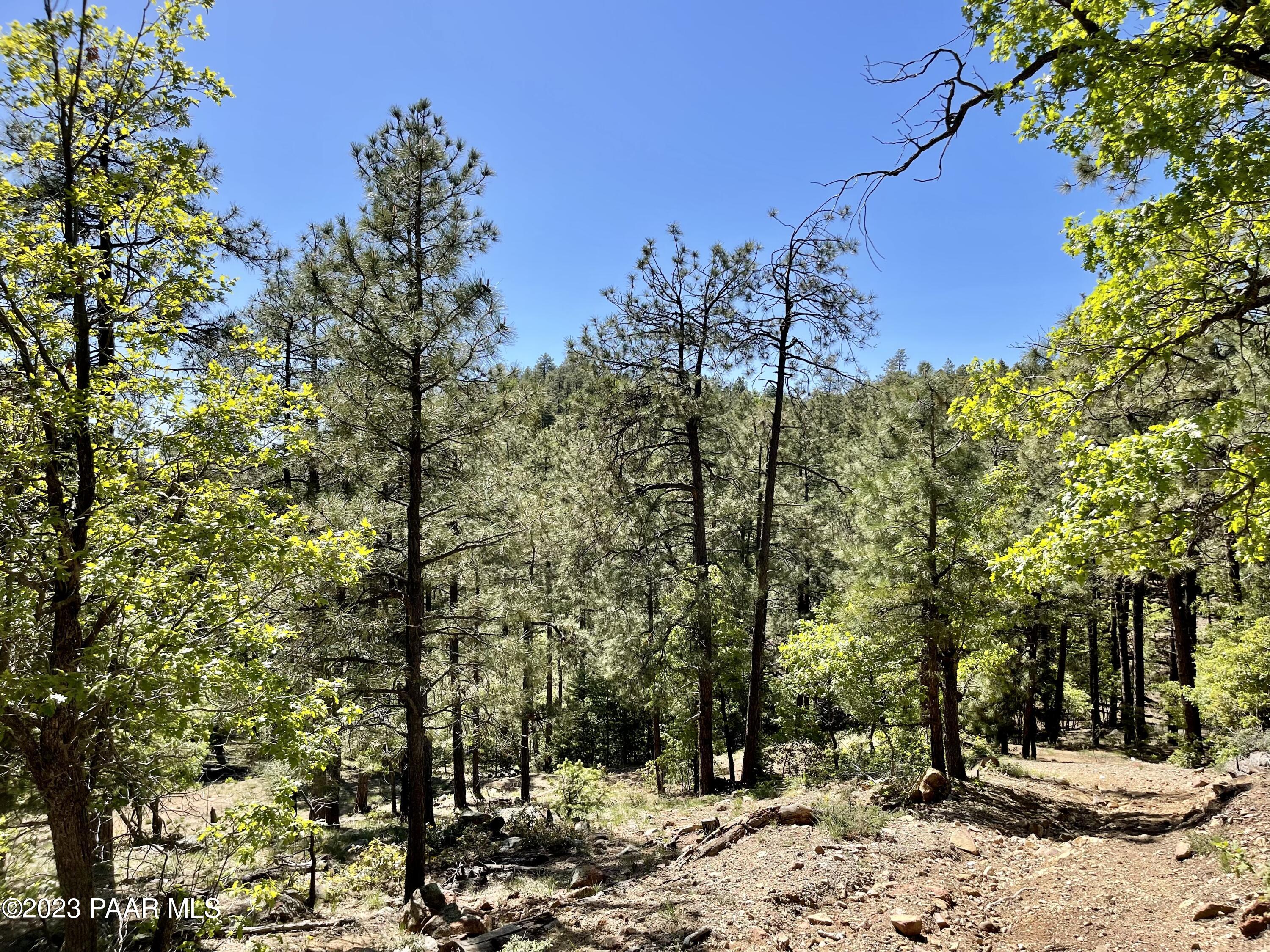 807 X Snowdrift Mine Road Prescott, AZ 86303 - Photo 9 of 22 a view of a forest with a tree