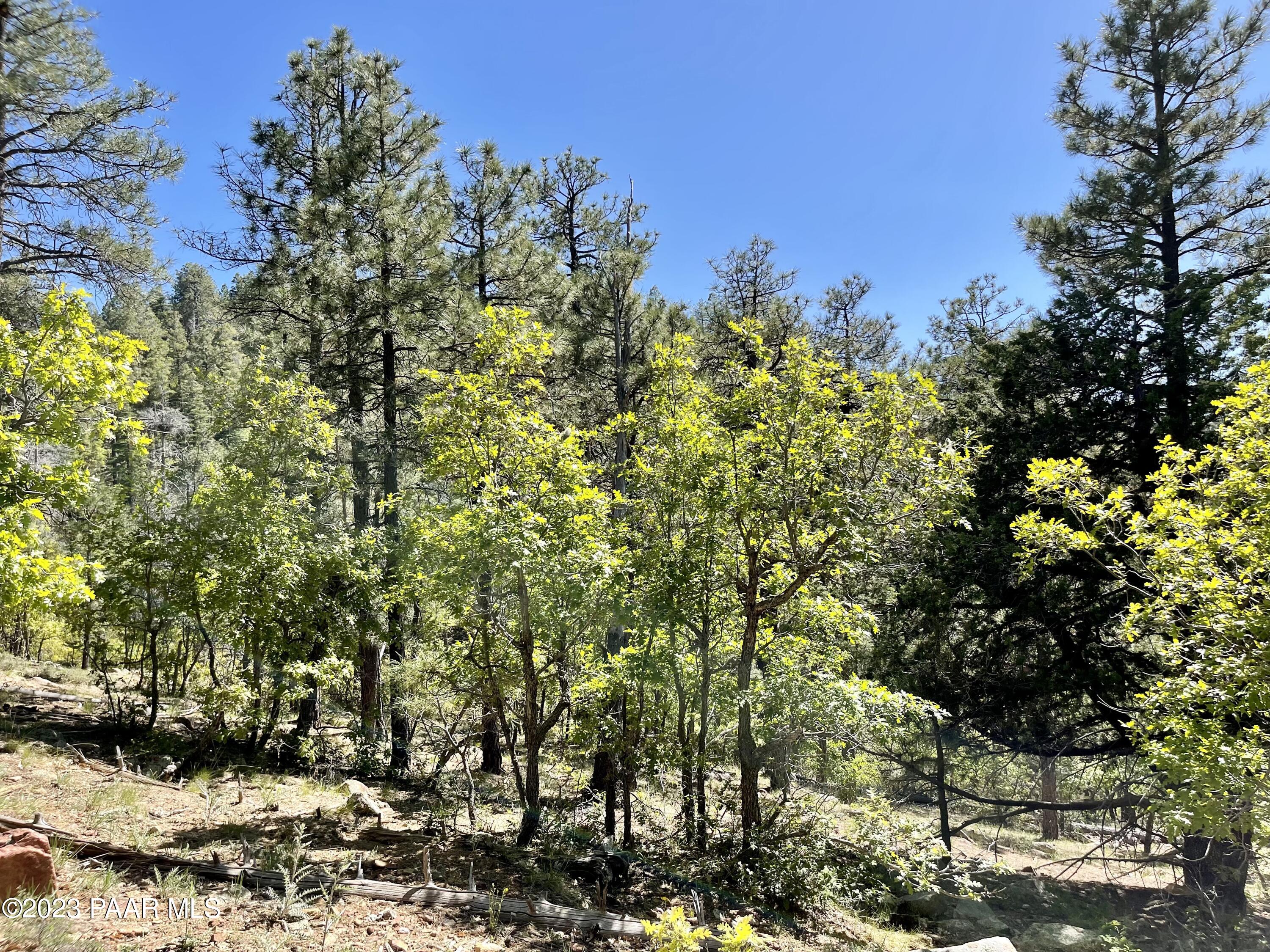 807 X Snowdrift Mine Road Prescott, AZ 86303 - Photo 10 of 22 a view of a bunch of trees