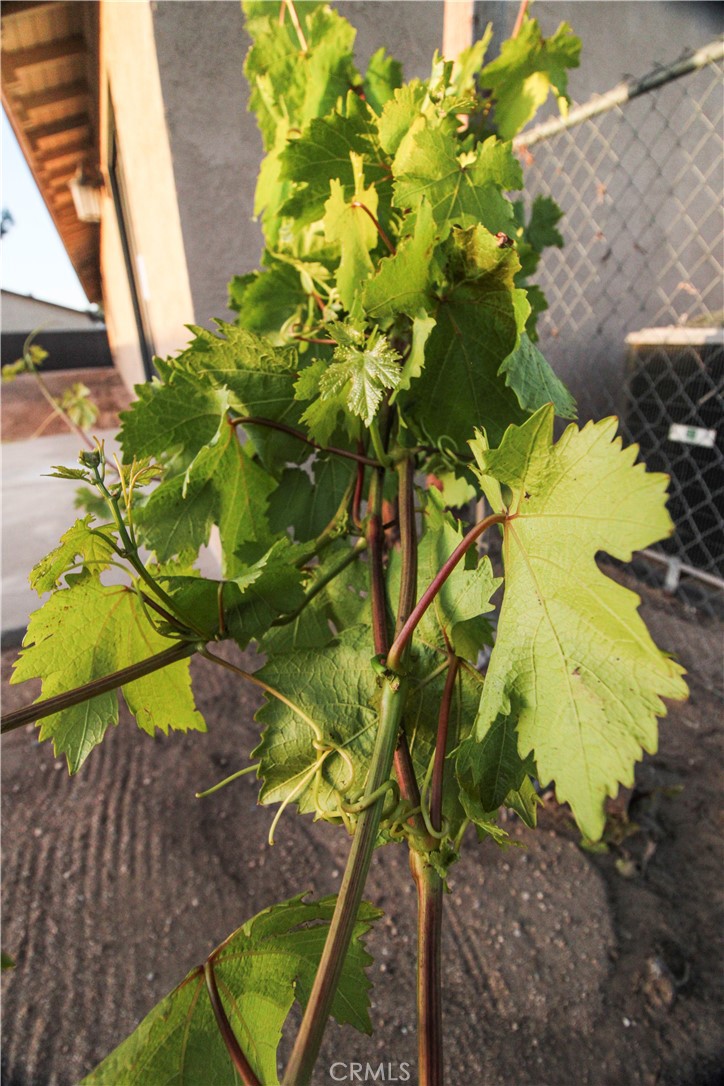 6736 Summit Valley Road Hesperia, CA 92345 - Photo 17 of 24 a plant with a flower in a garden
