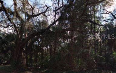 0 North 7th Street Fernandina Beach, FL 32034 - Photo 1 of 1 a view of tree