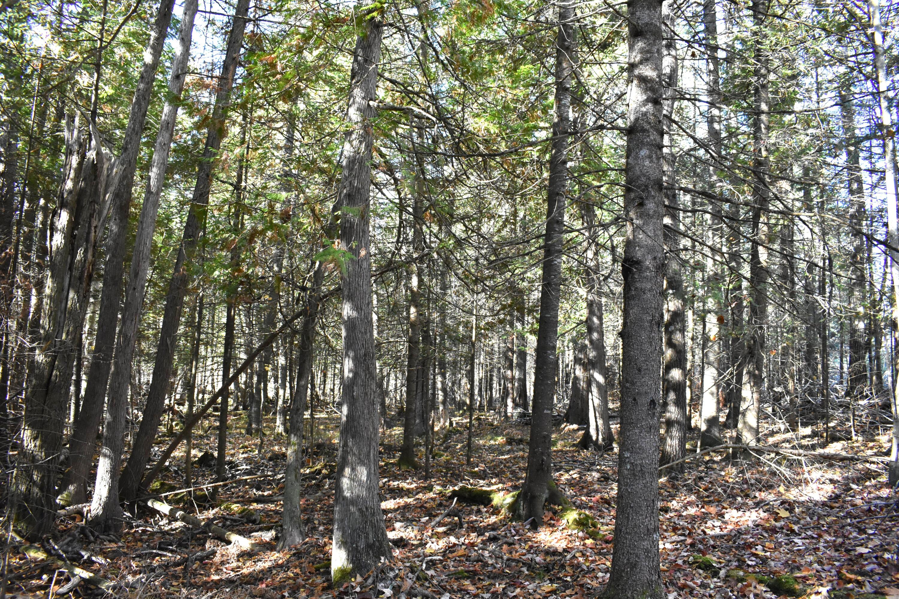 2939 Grant Siding Road Cheboygan, MI 49721 - Photo 50 of 54 Trees 2