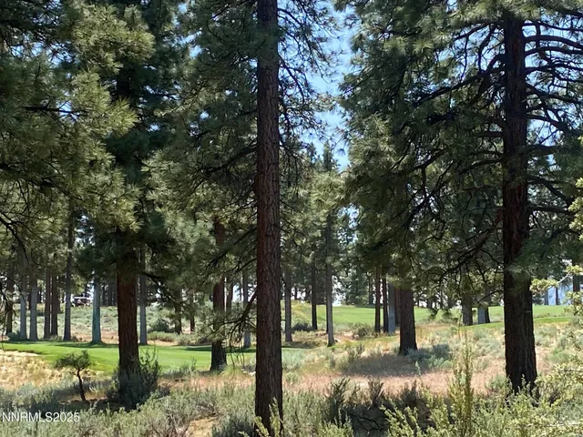 a view of trees in a yard