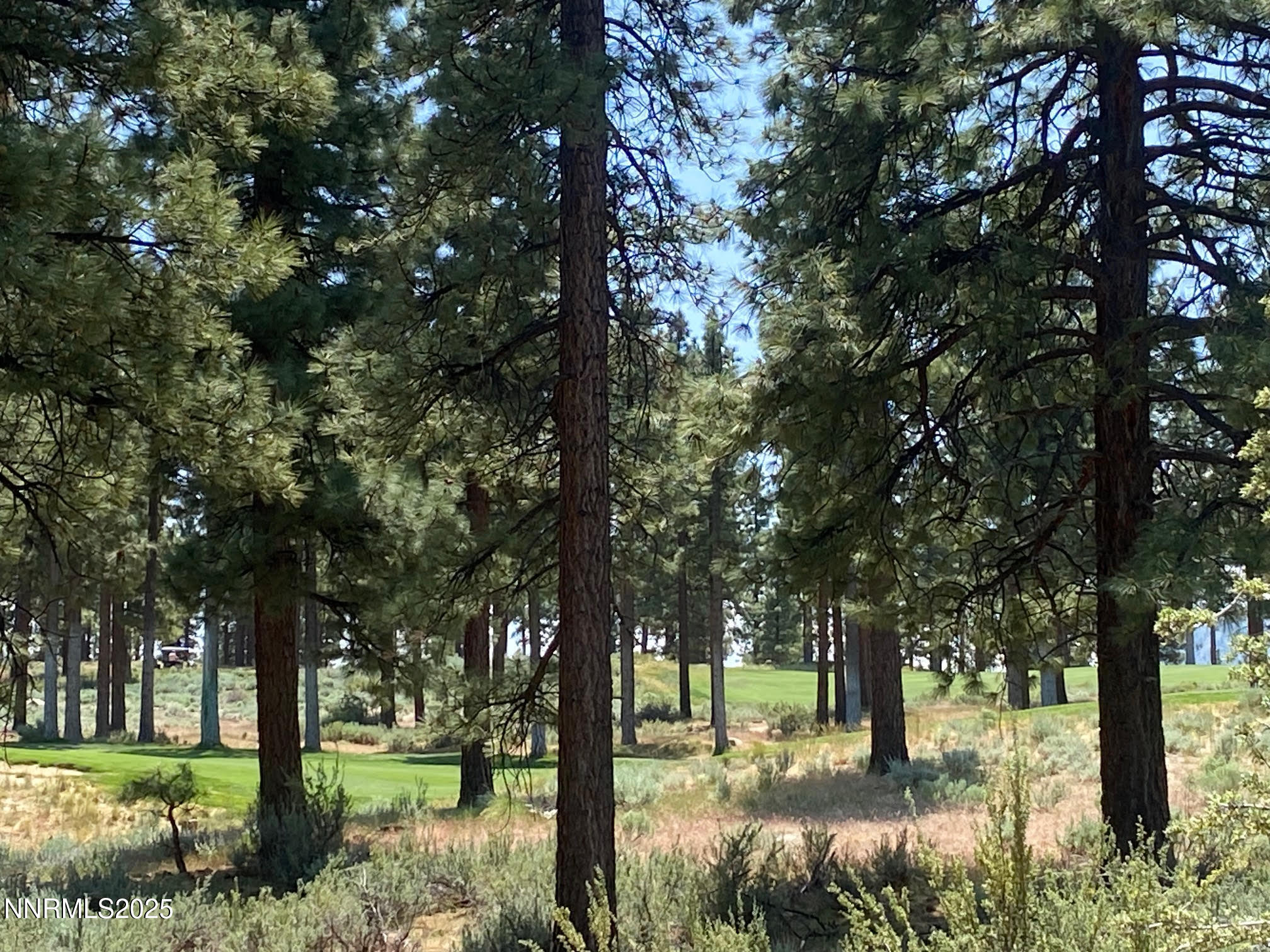 a view of trees in a yard
