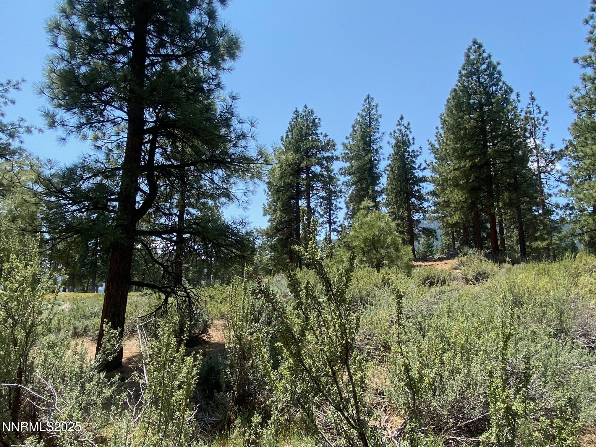 245 Redding Way, Unit 226 Carson City, NV 89705 - Photo 4 of 40 a view of a forest