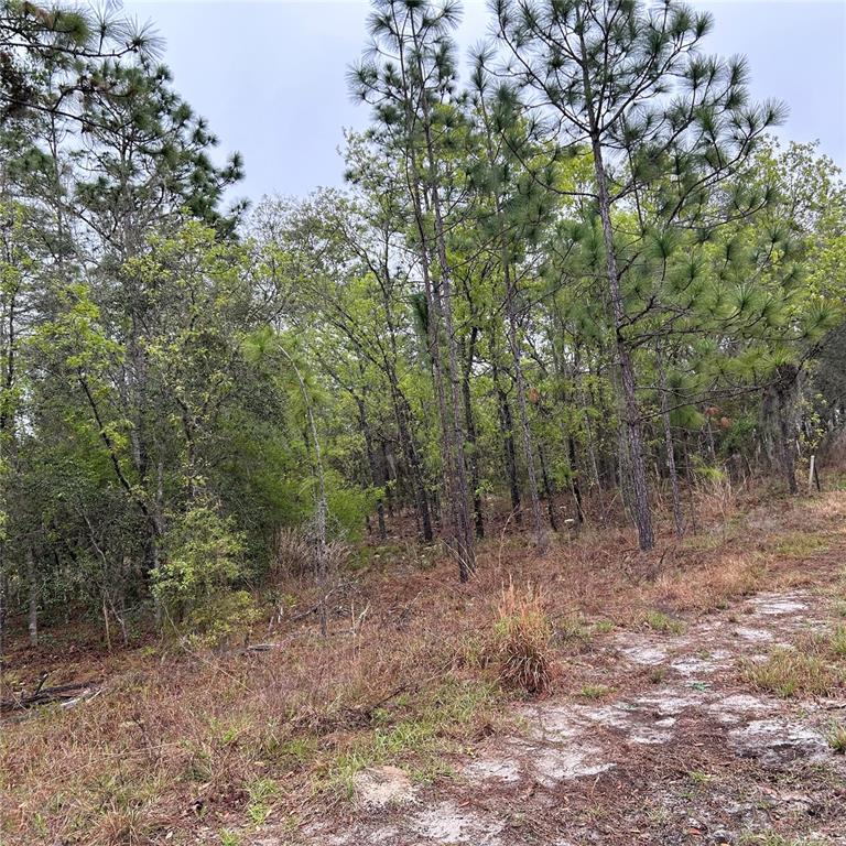 123 Southwest 66th Street Ocala, FL 34481 - Photo 1 of 1 Nice tree lined lot next to houses already built
