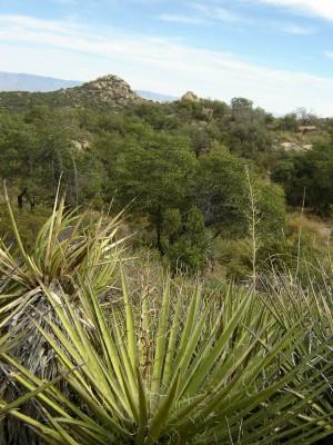 3 South Coronado Ridge Road, Unit ACRES Oracle, AZ 85623 - Photo 2 of 4
