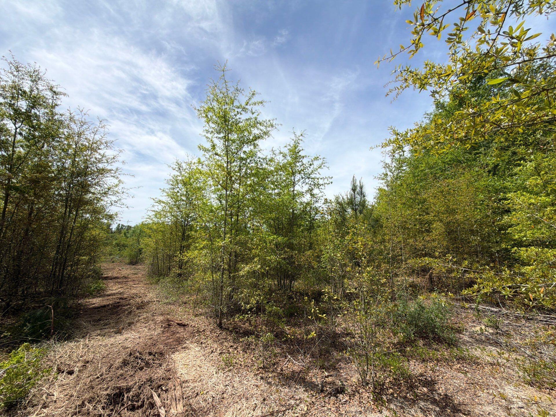 6 Rogers Cemetery Road, Unit RRF 6 Salley, SC 29137 - Photo 6 of 19