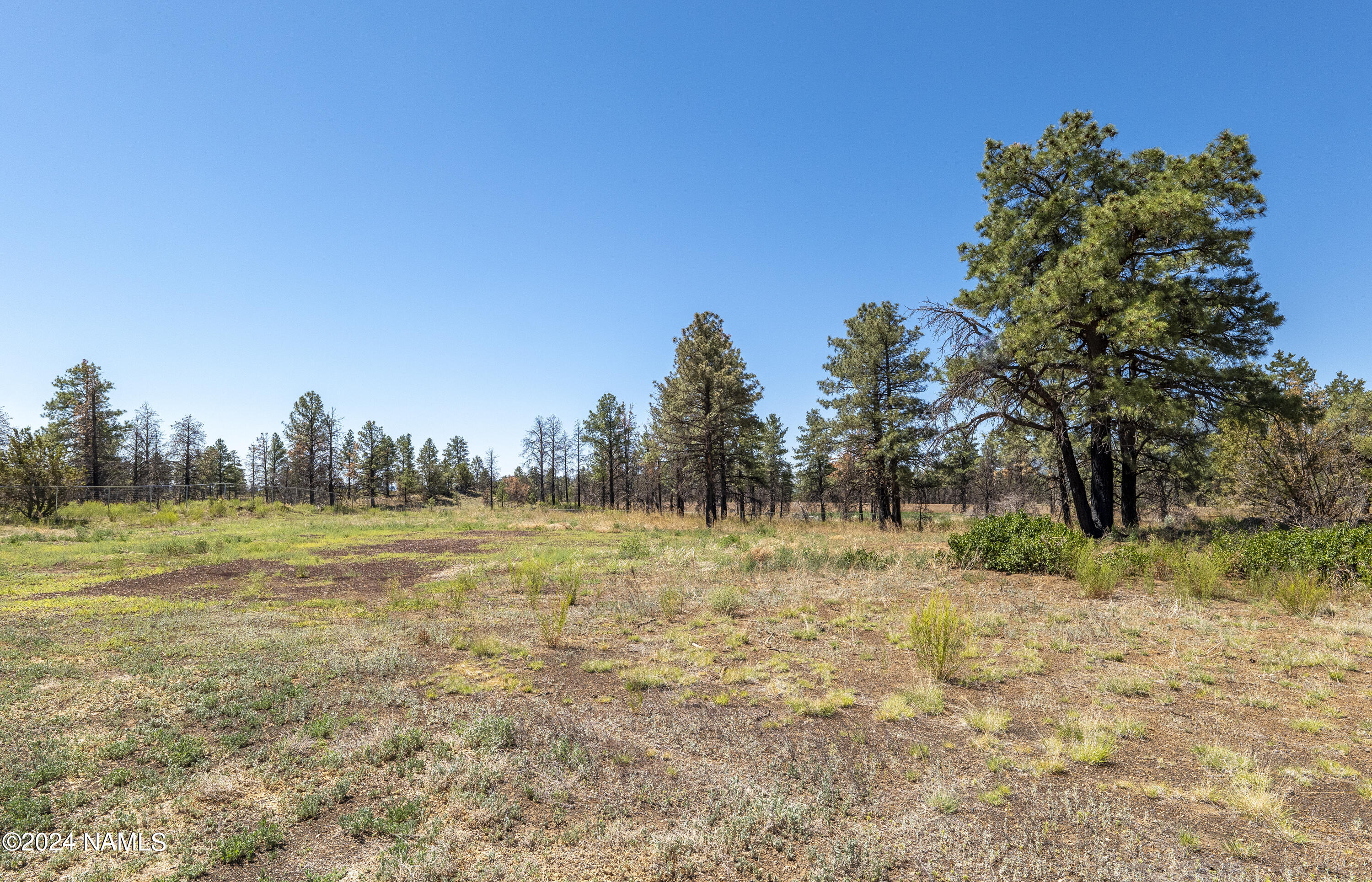 5950 East Girls Rnch Road Flagstaff, AZ 86004 - Photo 12 of 13 Onsite Trees