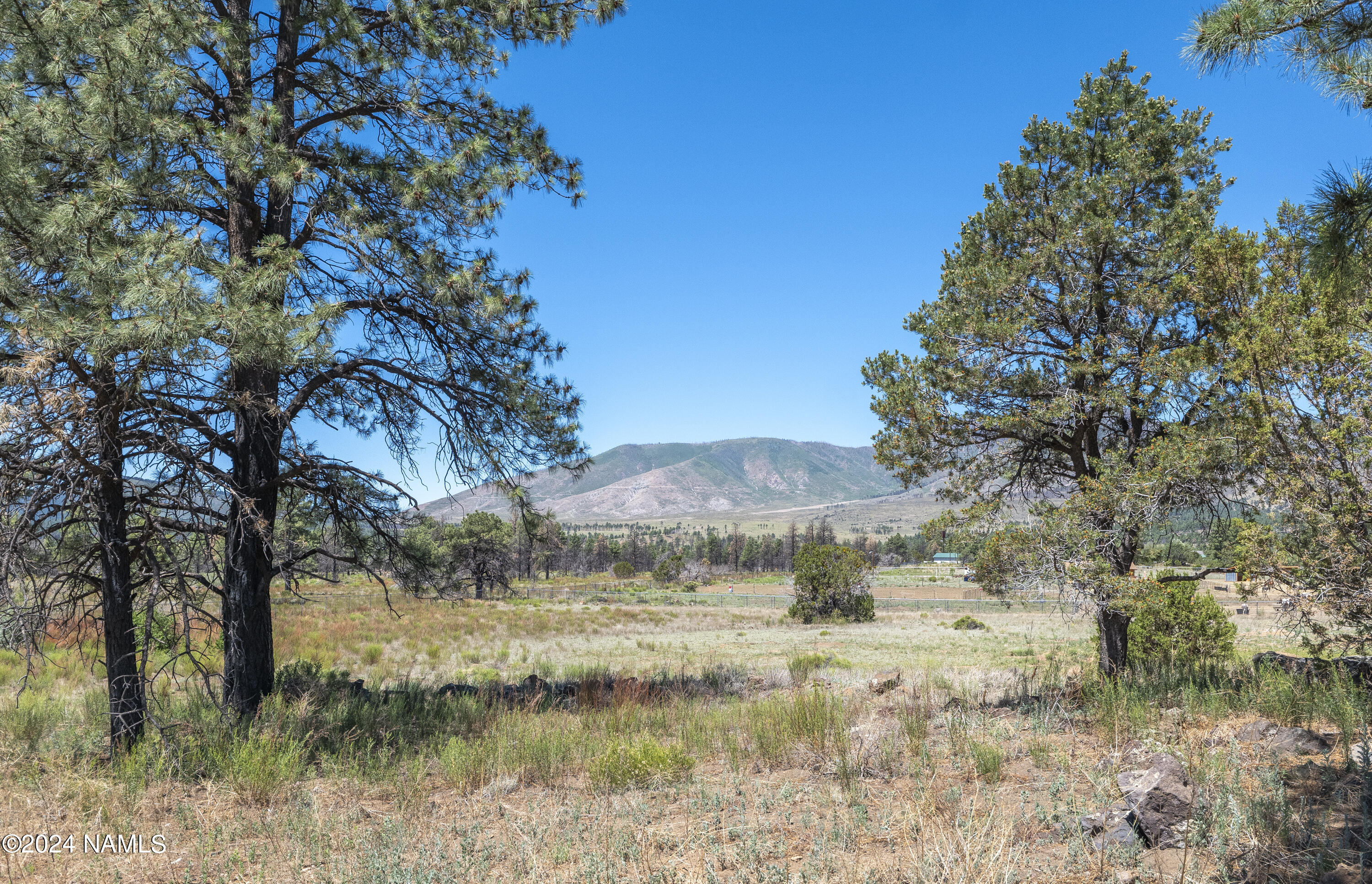 5950 East Girls Rnch Road Flagstaff, AZ 86004 - Photo 13 of 13 Onsite Trees