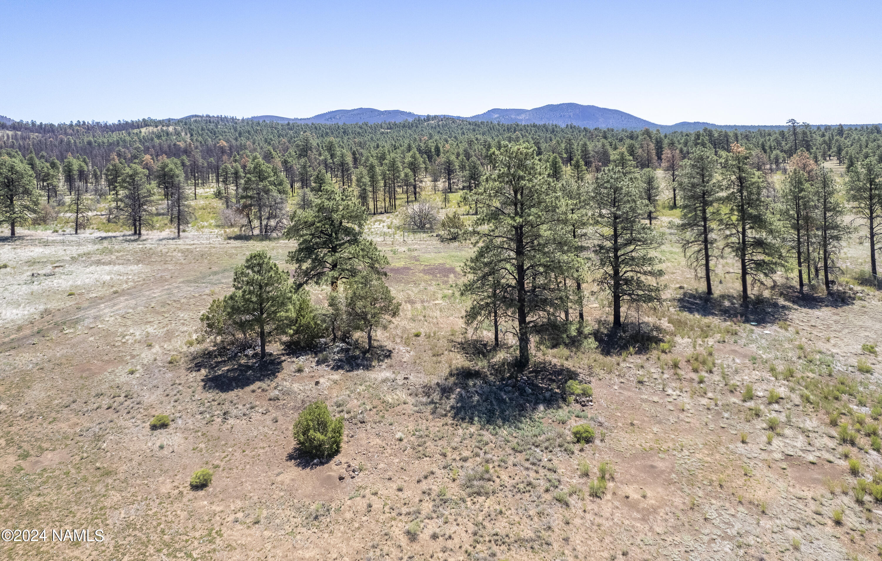 5950 East Girls Rnch Road Flagstaff, AZ 86004 - Photo 9 of 13 Onsite Trees