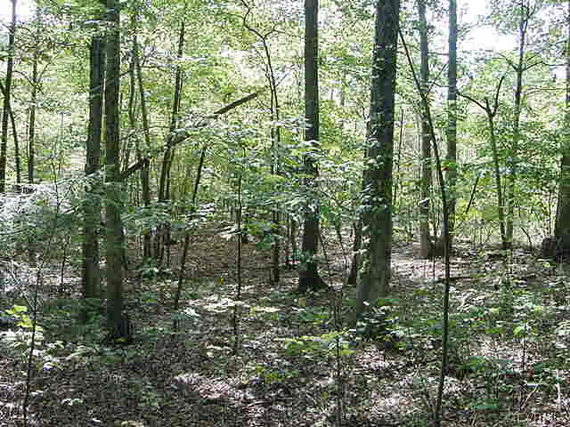 Lot 34 Allin Road Prince George, VA 23875 - Photo 2 of 2 Gallery Image 2