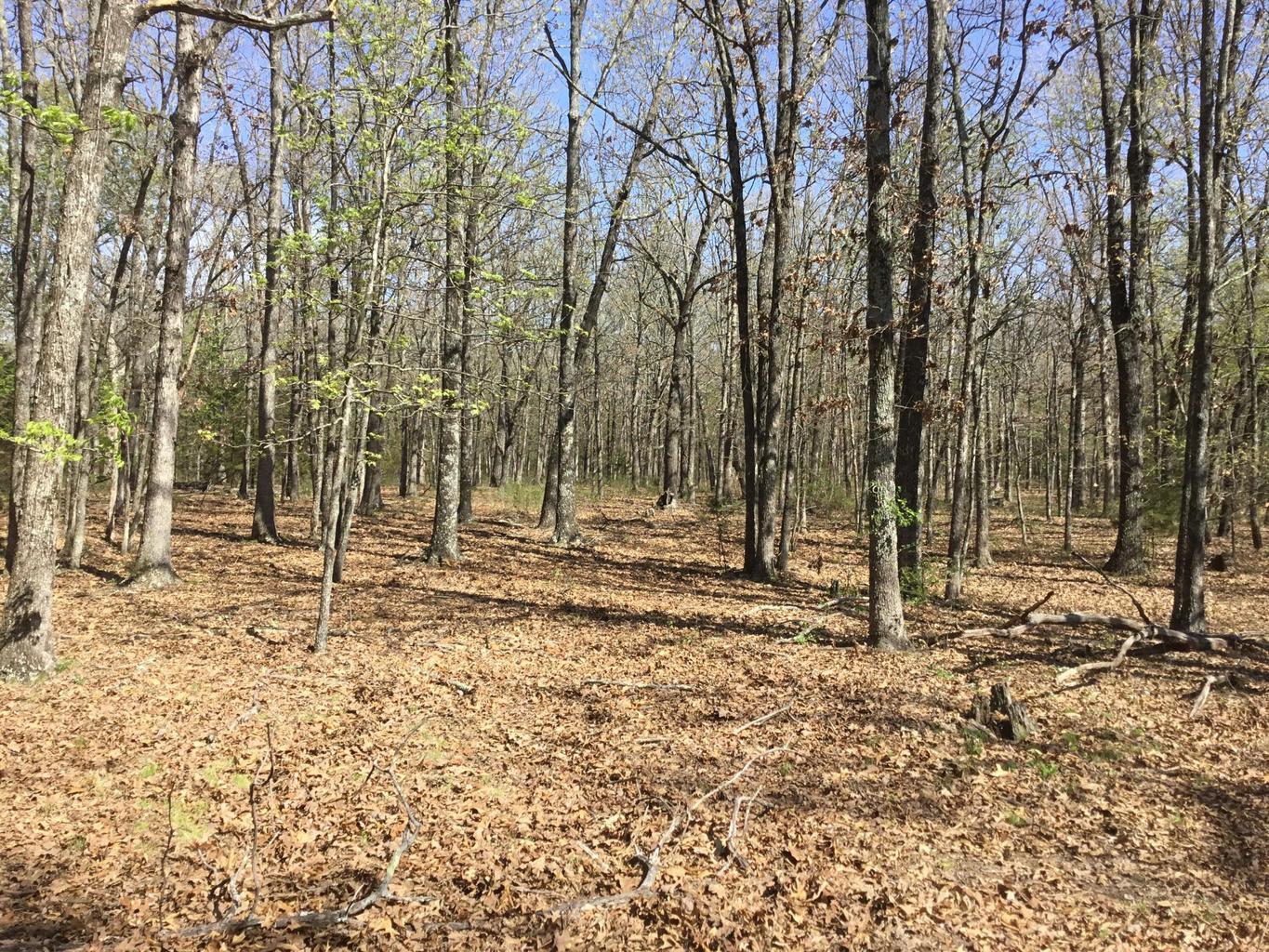 0 Cass Road Hartville, MO 65667 - Photo 2 of 4 20230714180722681420000000-o