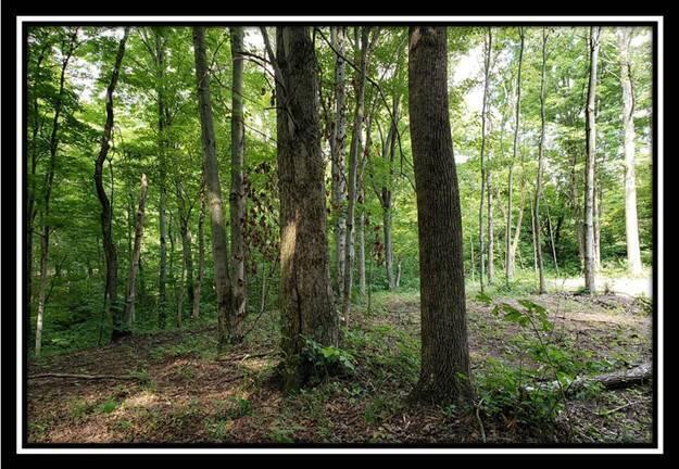 0 Pedigo Ridge Road, Unit TRACT 5) Nelsonville, OH 45764 - Photo 15 of 56 image014