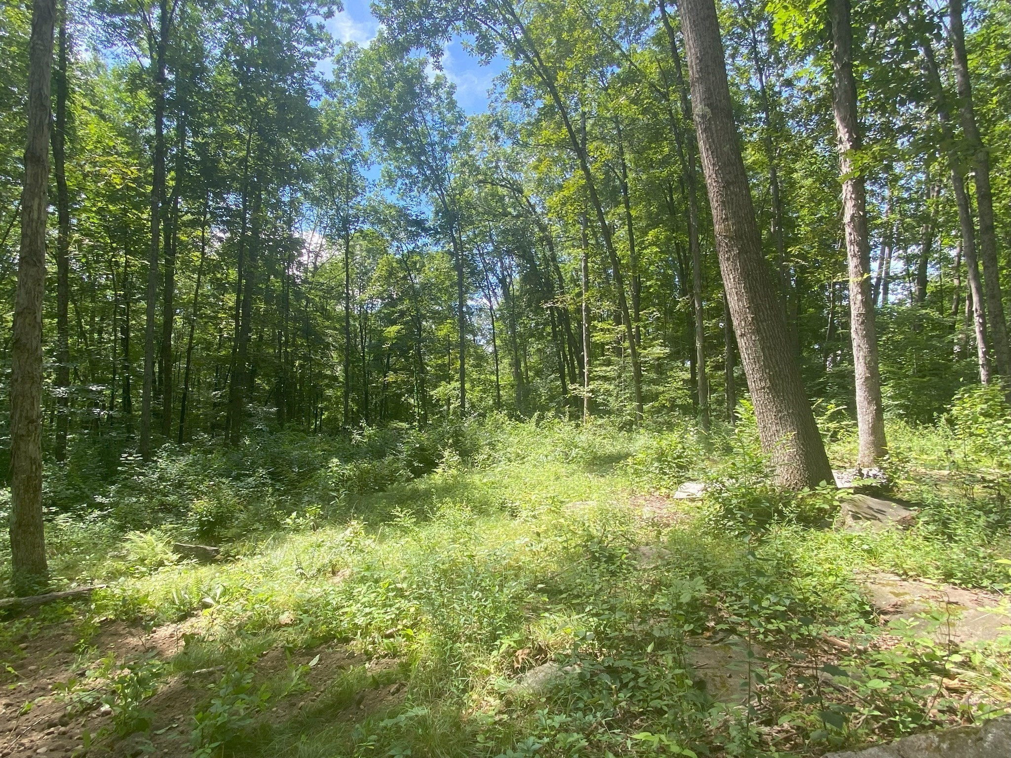 Lot 7 Delargy Road Hardwick, MA 01037 - Photo 7 of 21 Gallery Image 7