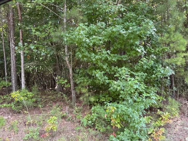 a view of a forest with a tree