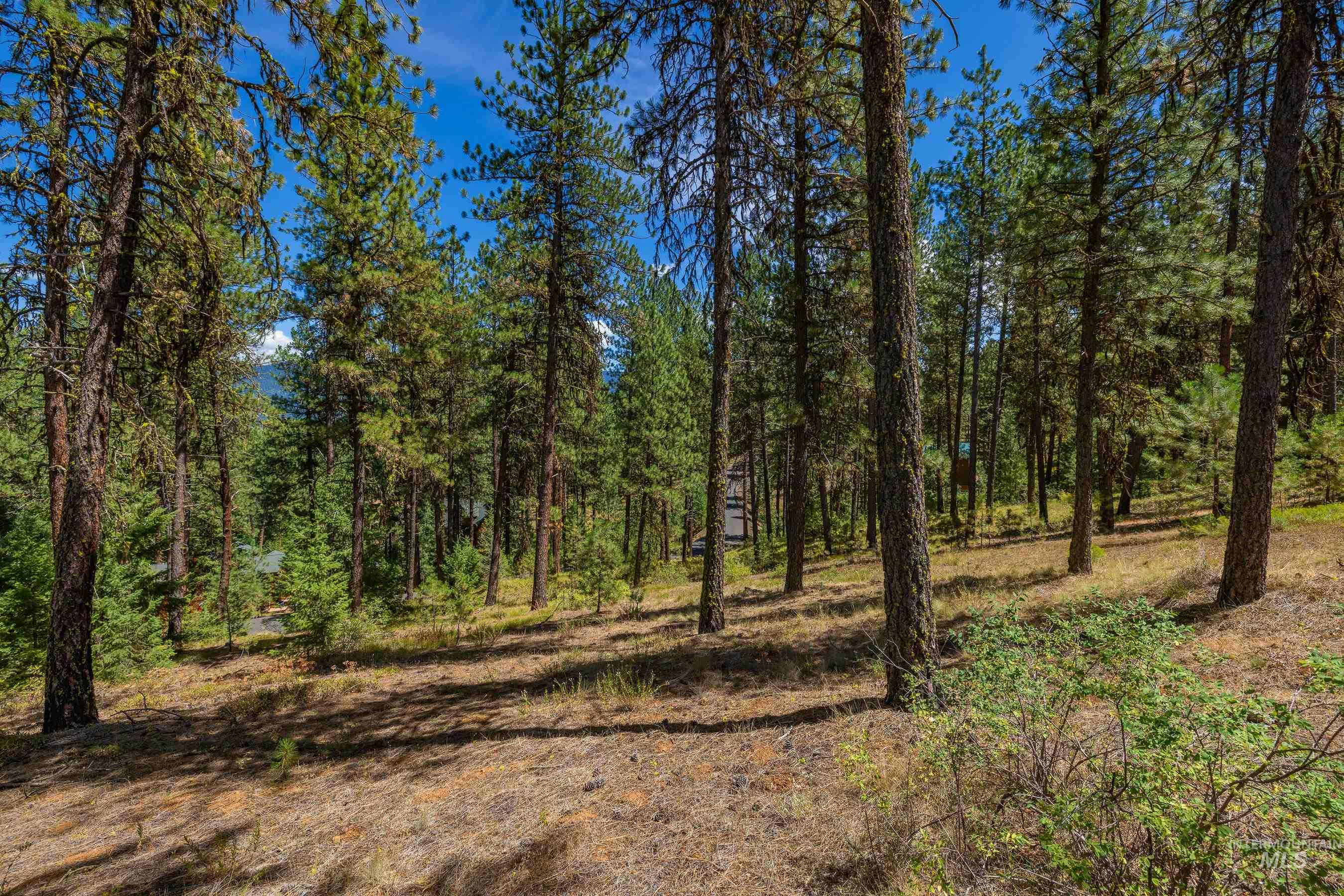 Tbd Syringa Drive New Meadows, ID 83654 - Photo 12 of 29 View of wooded area