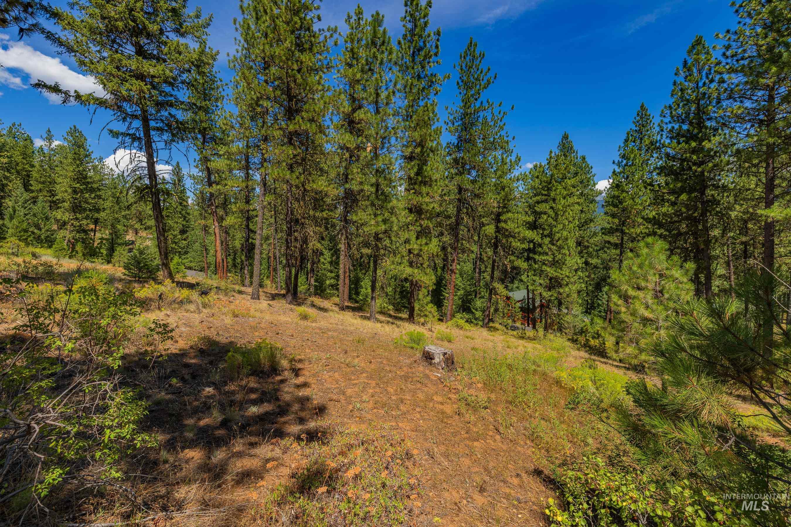 Tbd Syringa Drive New Meadows, ID 83654 - Photo 14 of 29 View of tree filled area