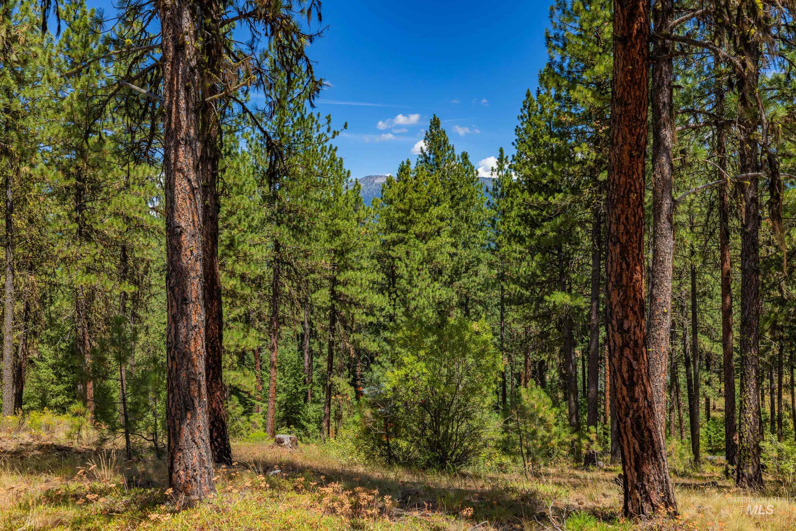 Tbd Syringa Drive New Meadows, ID 83654 - Photo 4 of 29 View of tree filled area