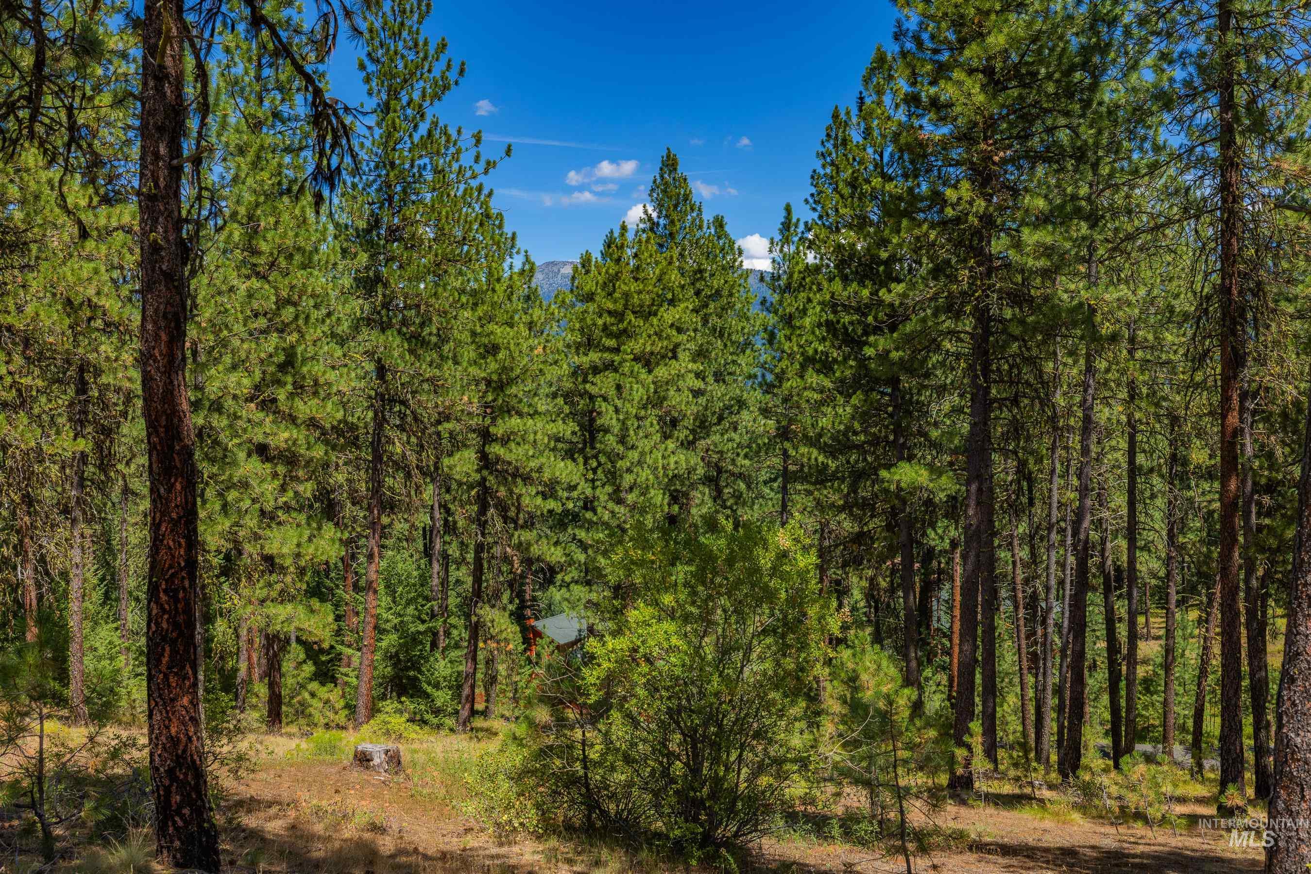 Tbd Syringa Drive New Meadows, ID 83654 - Photo 5 of 29 View of woods