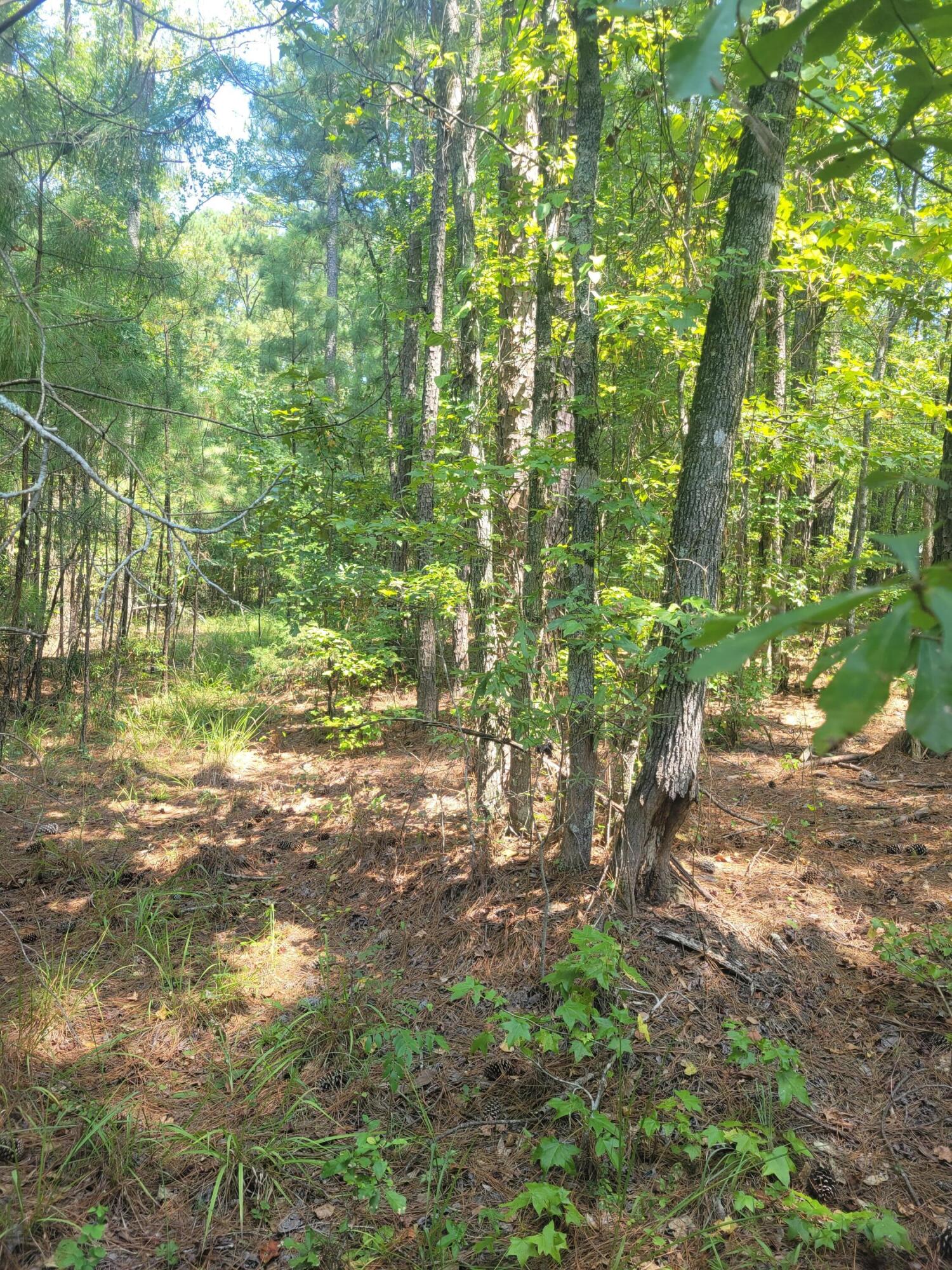 0 Bumpus Road Appling, GA 30802 - Photo 2 of 8 20230824_121629