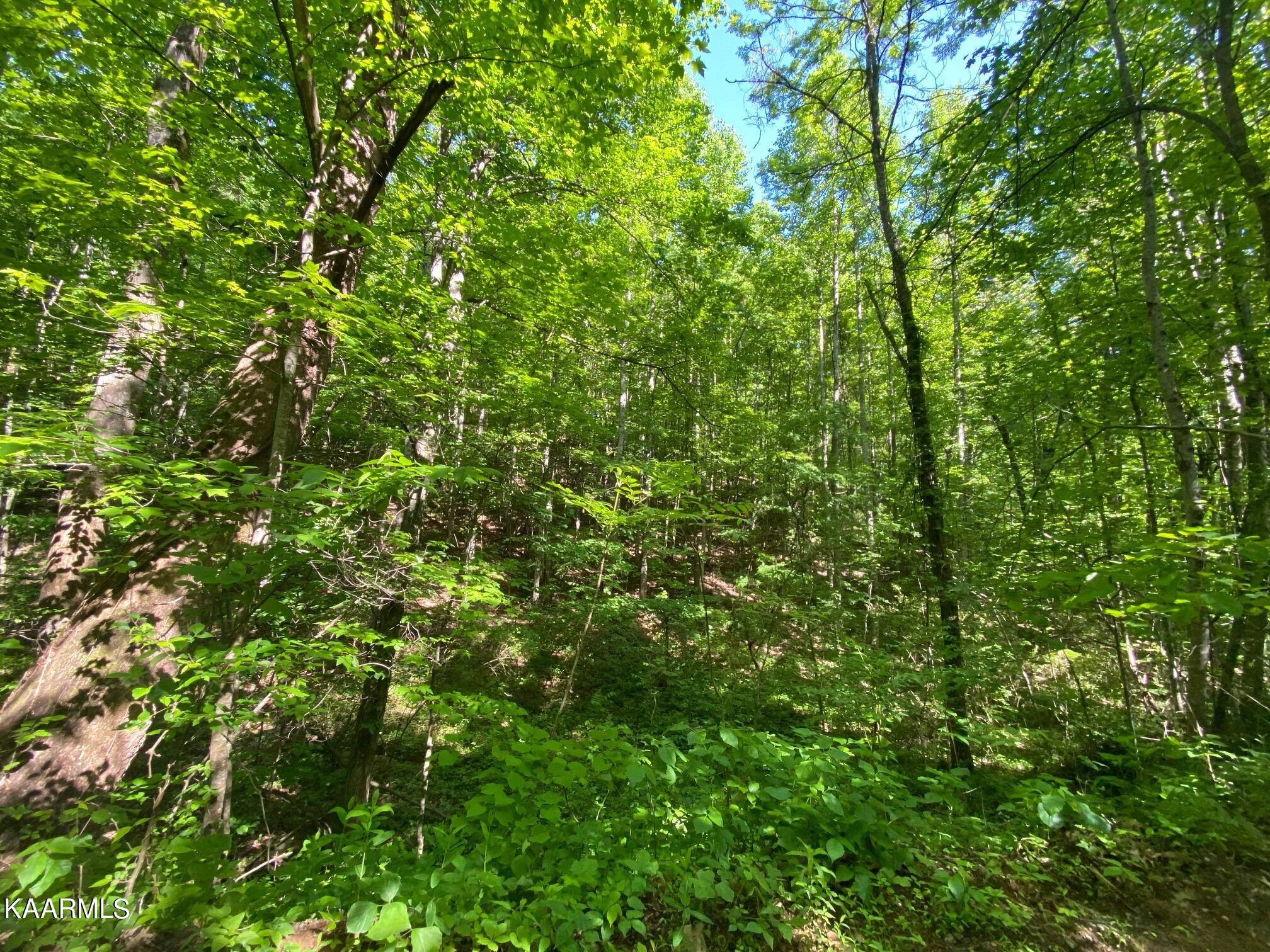 2556 Chester Mountain Road Sevierville, TN 37876 - Photo 2 of 5 IMG_0331