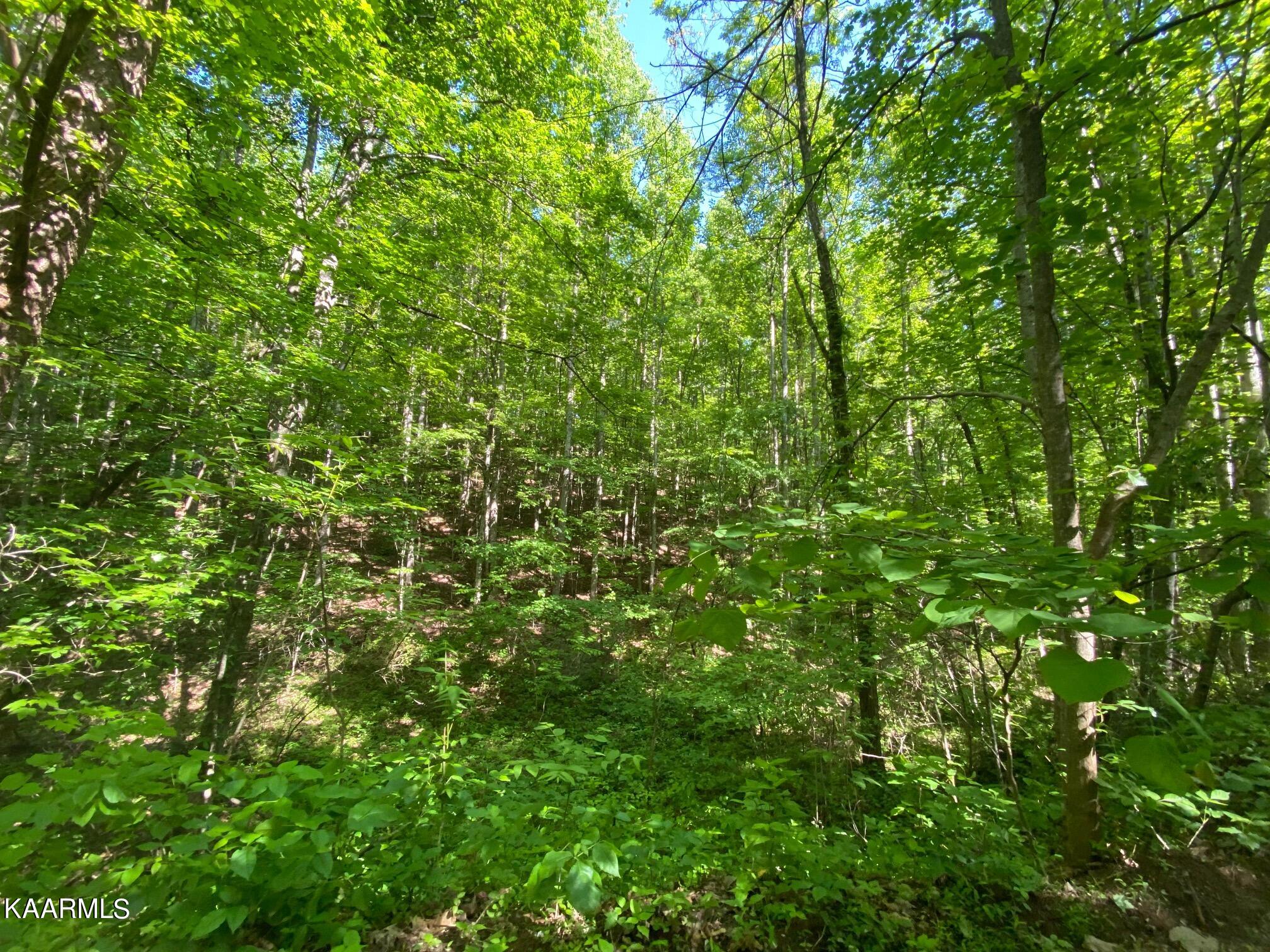 2556 Chester Mountain Road Sevierville, TN 37876 - Photo 3 of 5 IMG_0332