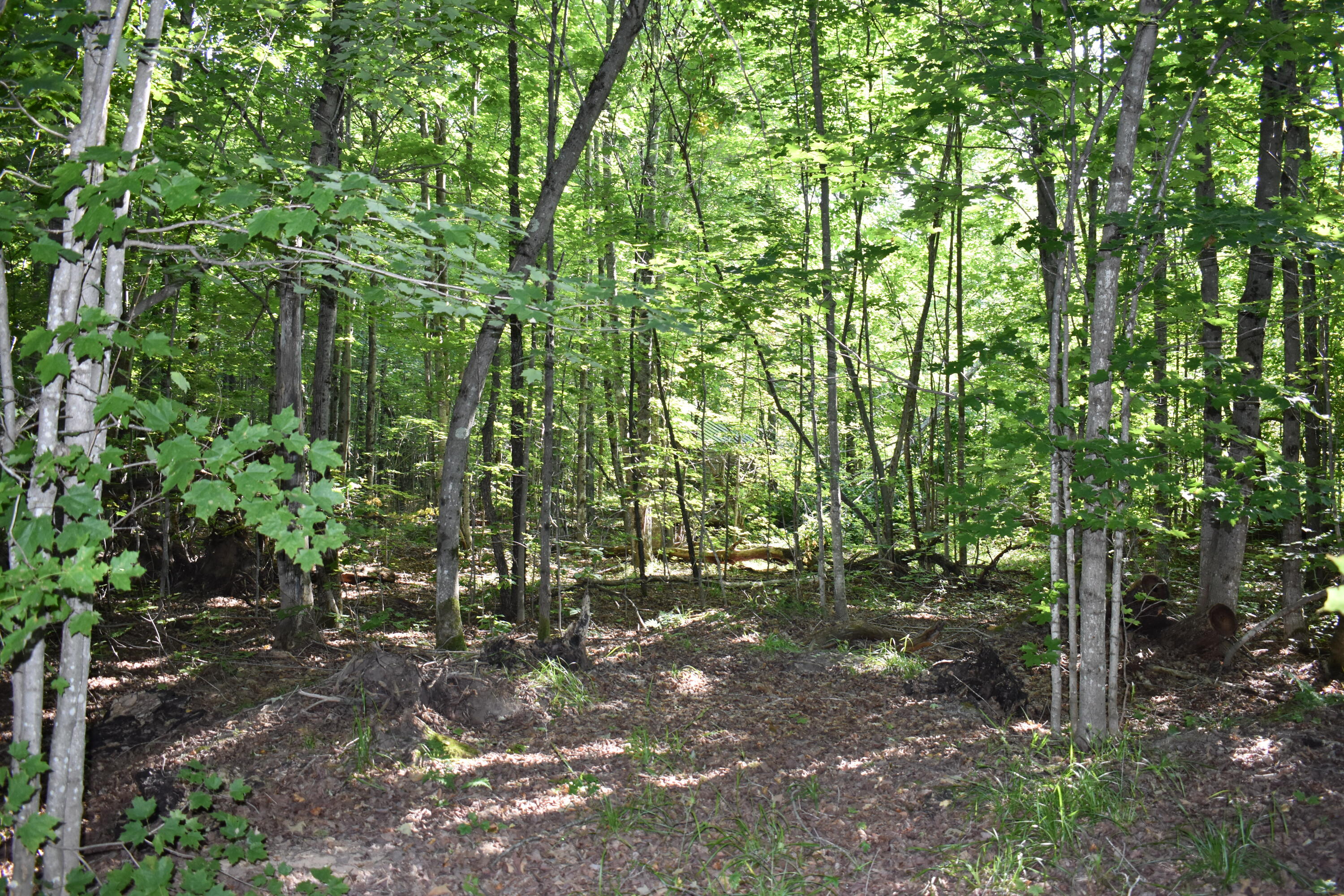 7516 Covert Road Northeast Mancelona, MI 49659 - Photo 6 of 35 DSC_1551