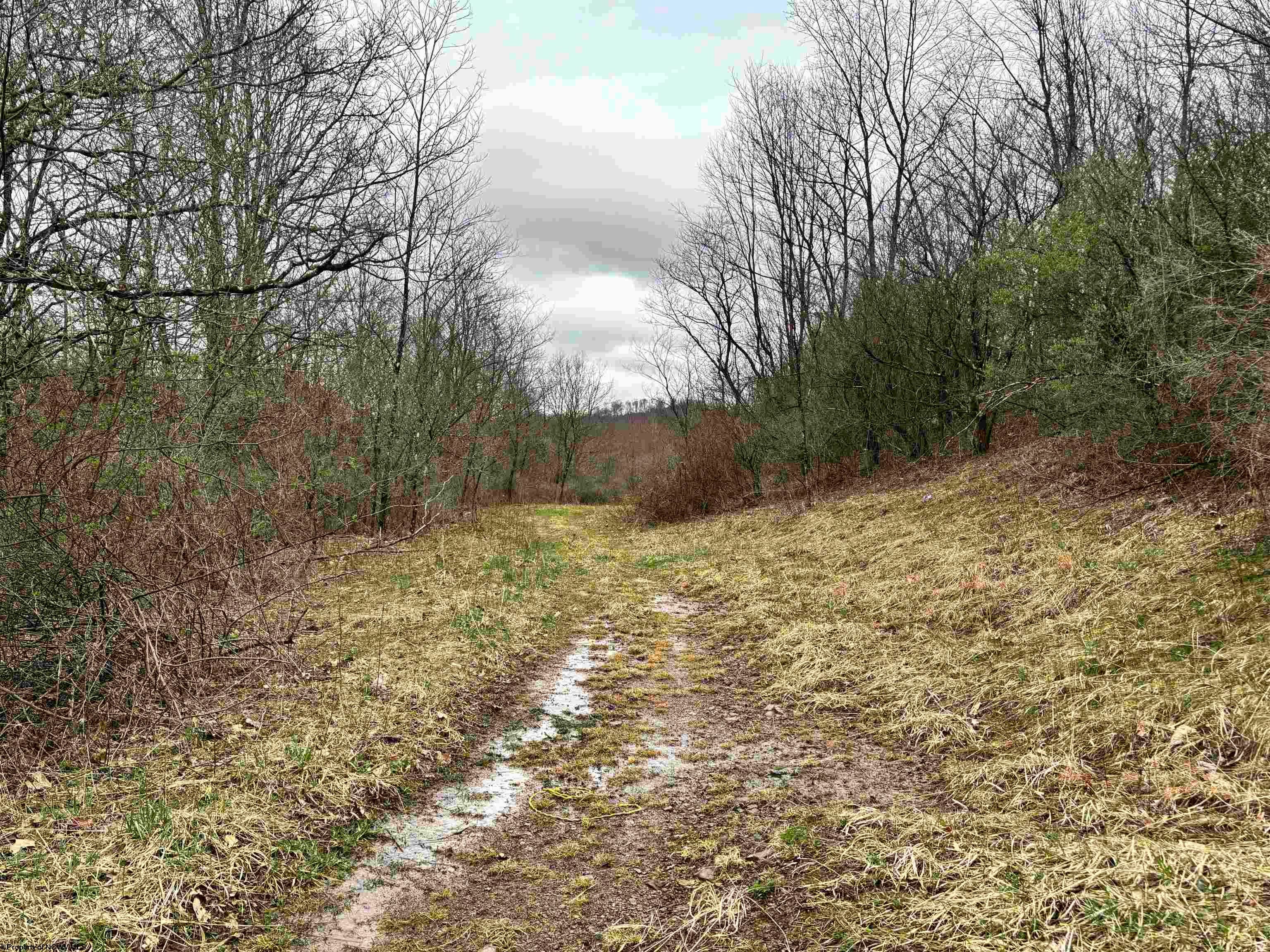 Tbd Hunters Fork Road Belington, WV 26250 - Photo 3 of 10 Gallery Image 3