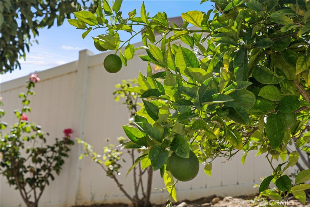 4150 San Ramon Drive Corona, CA 92882 - Photo 27 of 30 a view of a flower in a garden