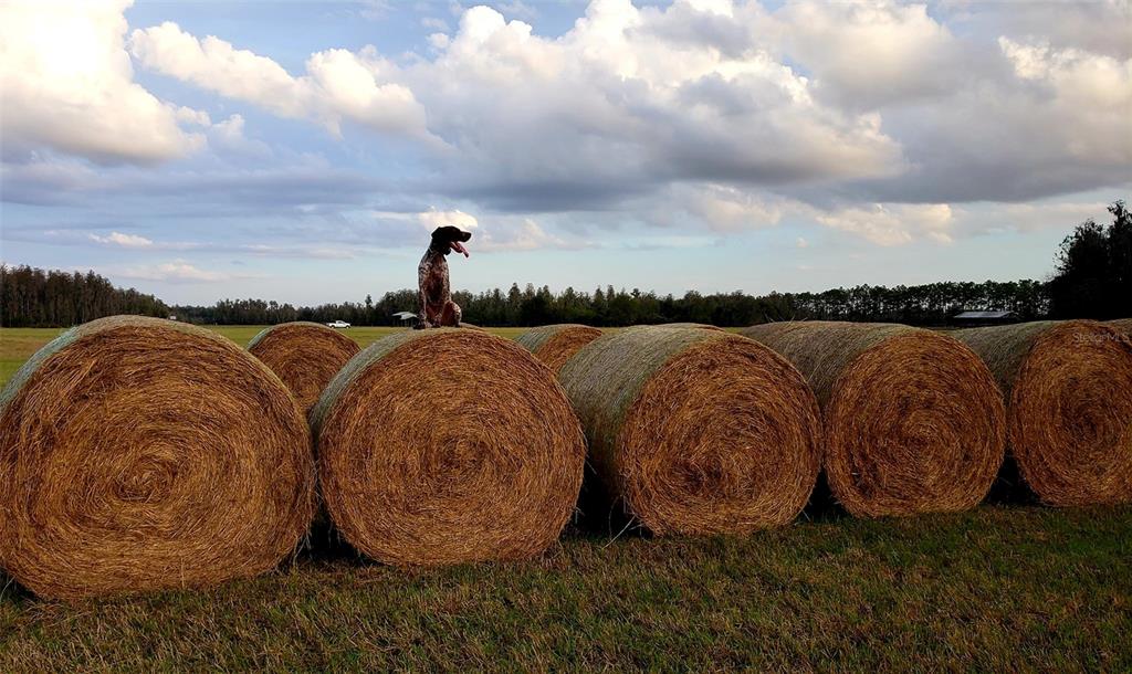 0 Moore Road Lakeland, FL 33809 - Photo 12 of 23