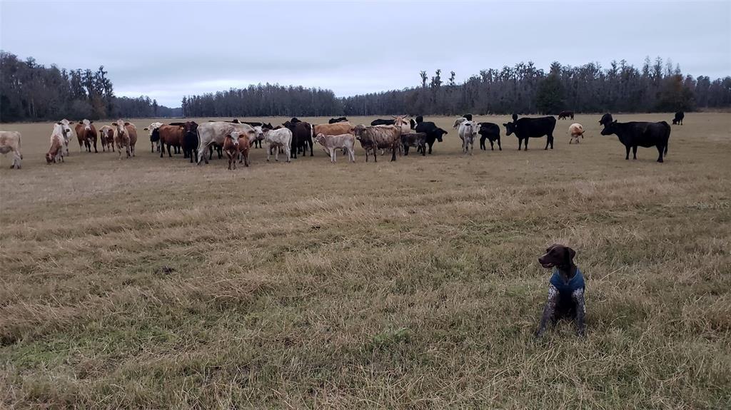 0 Moore Road Lakeland, FL 33809 - Photo 14 of 23