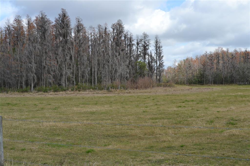 0 Moore Road Lakeland, FL 33809 - Photo 19 of 23 a view of outdoor space with trees