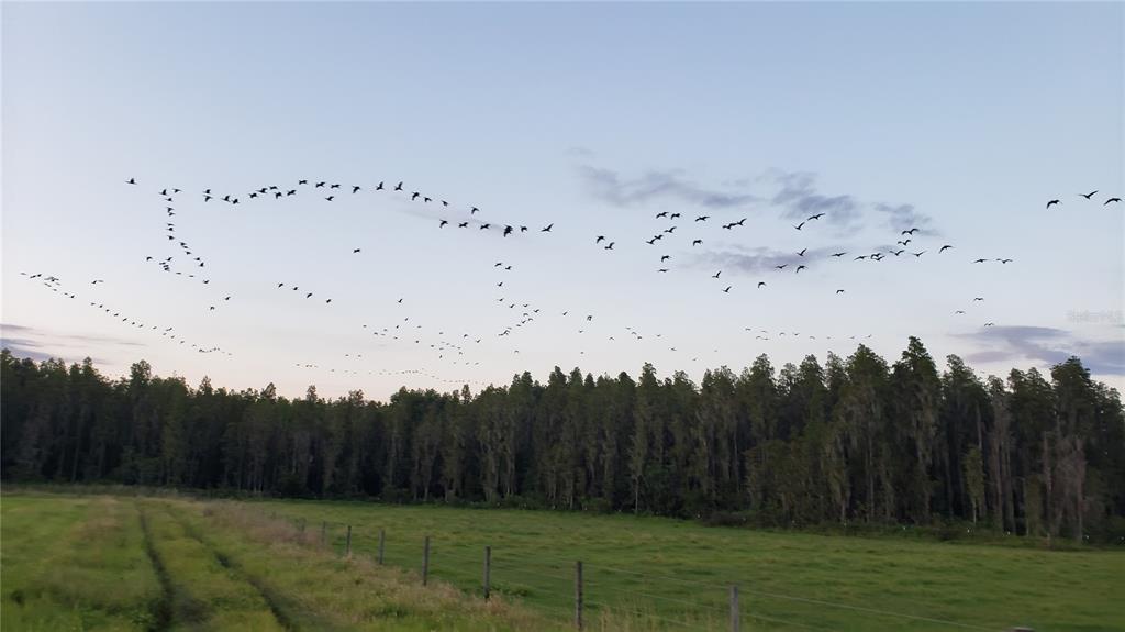 0 Moore Road Lakeland, FL 33809 - Photo 21 of 23 a view of a backyard