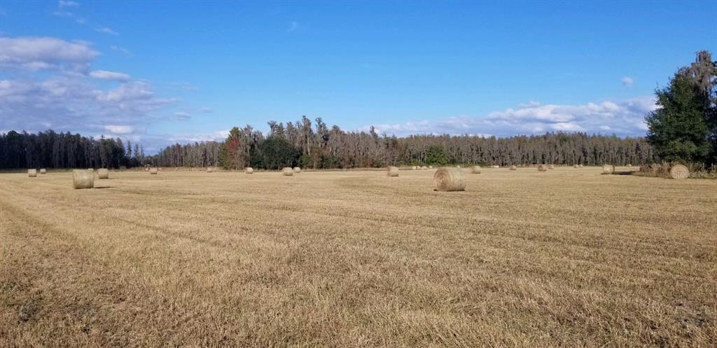 0 Moore Road Lakeland, FL 33809 - Photo 5 of 23 a view of an outdoor space and a yard