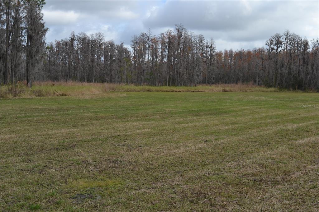 0 Moore Road Lakeland, FL 33809 - Photo 7 of 23 a view of a yard