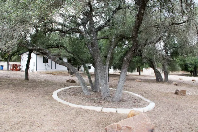 a tall tree in middle of the forest