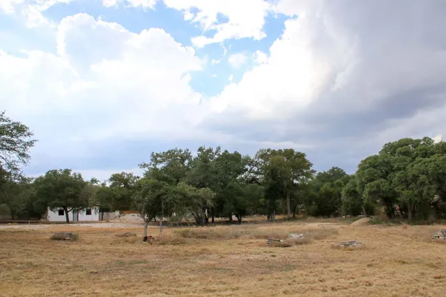a view of tree in a yard